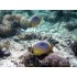 Maldives - Paradise Island Scenery