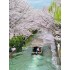 15-Day Japan Cherry Blossom Hot Spring Culture Panoramic Tour