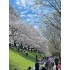 15-Day Japan Cherry Blossom Hot Spring Culture Panoramic Tour
