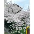 15-Day Japan Cherry Blossom Hot Spring Culture Panoramic Tour
