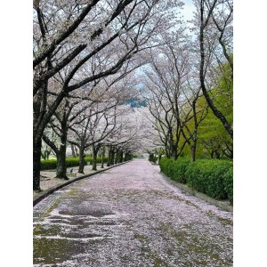 15-Day Japan Cherry Blossom Hot Spring Culture Panoramic Tour